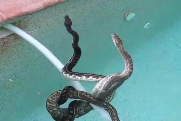 pythons-in-pool
